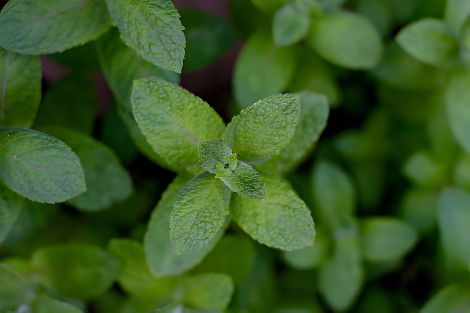 Is Stevia Really Zero-Calorie? Everything You Need to Know About Pure Stevia